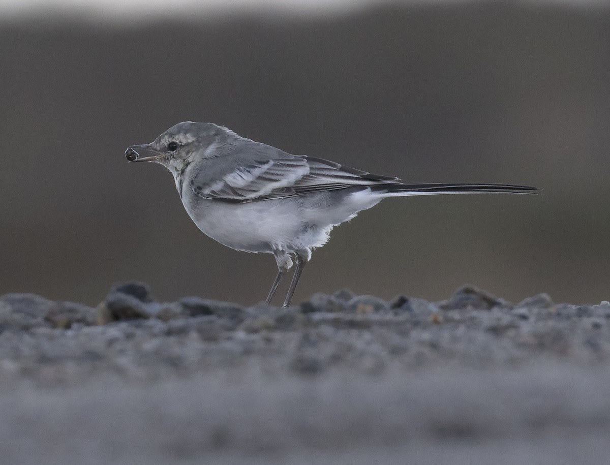 White Wagtail - Gary Rosenberg