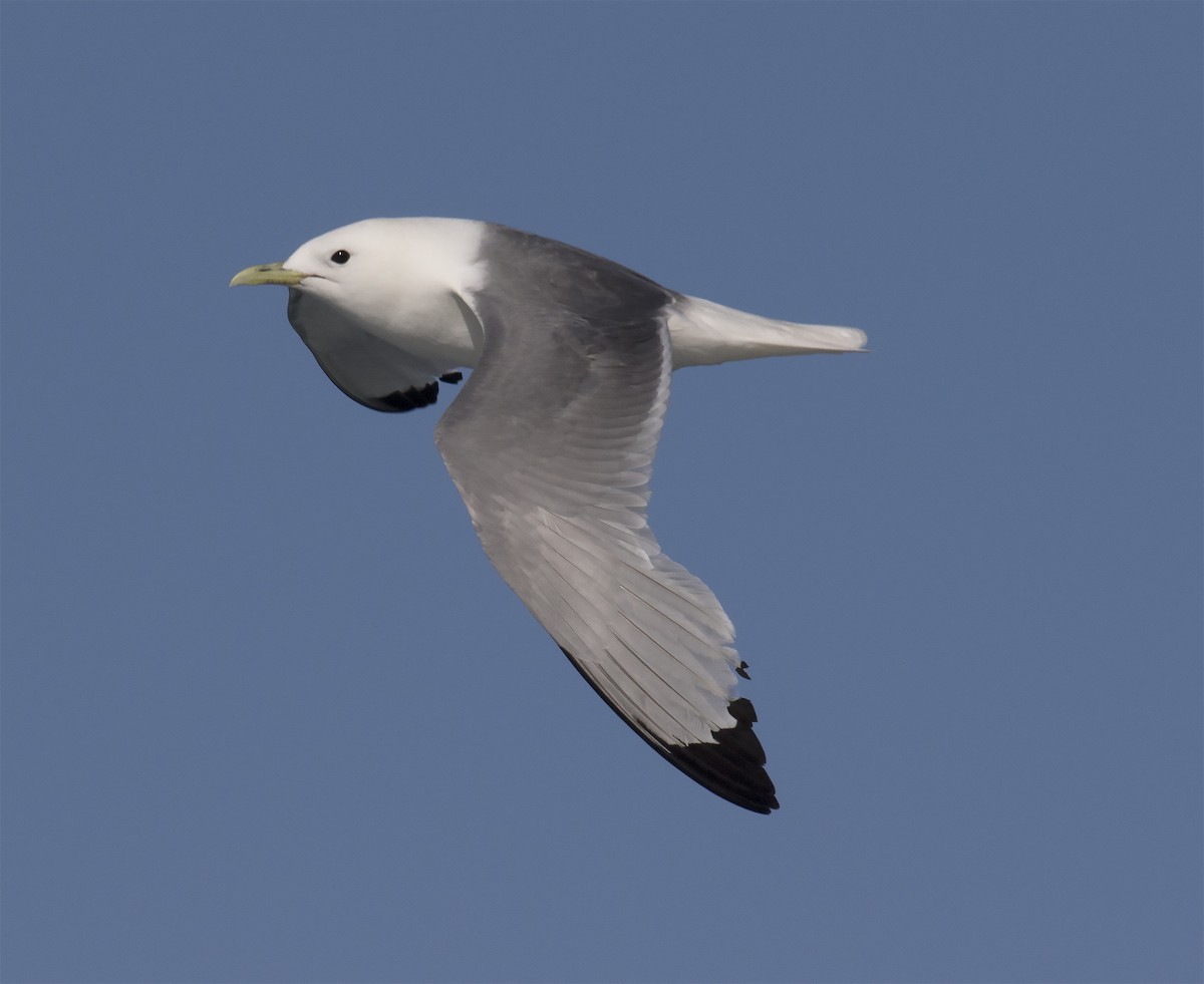 Black-legged Kittiwake - ML291626531