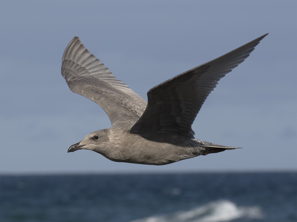 Glaucous-winged Gull - ML291626731