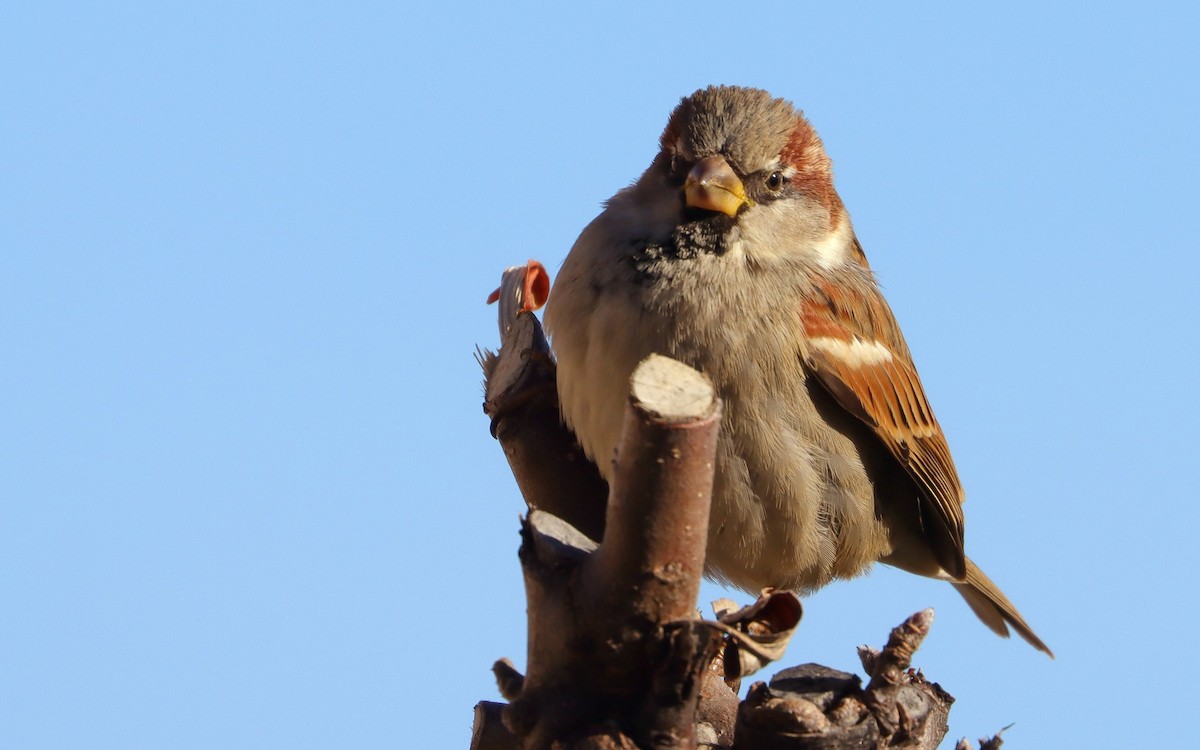 Moineau domestique - ML291626871