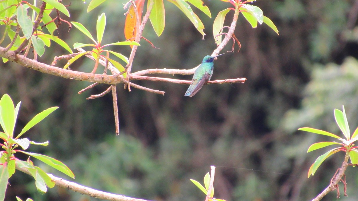 kolibřík modrolící - ML291627291