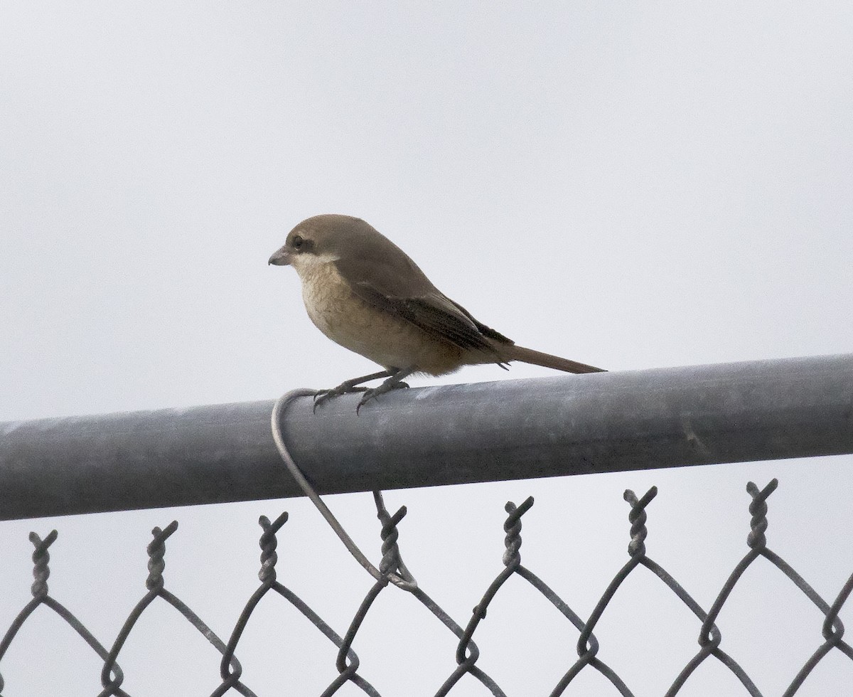 Brown Shrike - ML291627421