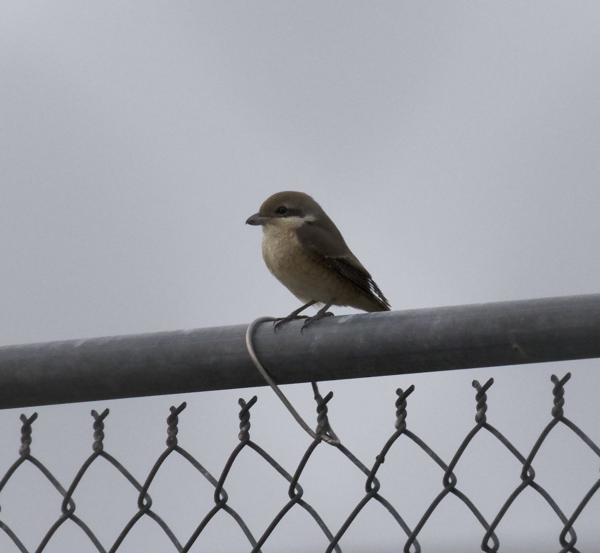 Brown Shrike - ML291627441