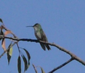 Green-and-white Hummingbird - Larry Sirvio