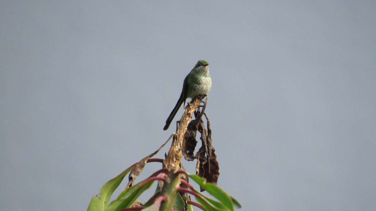 Green-tailed Trainbearer - Laura Latorre