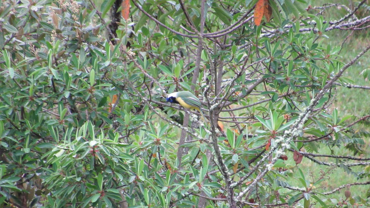 Green Jay - Laura Latorre