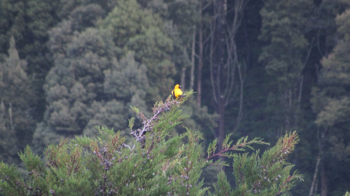 Yellow-backed Oriole - ML291628321