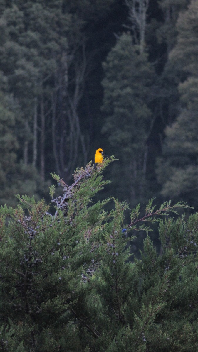 Yellow-backed Oriole - ML291628401