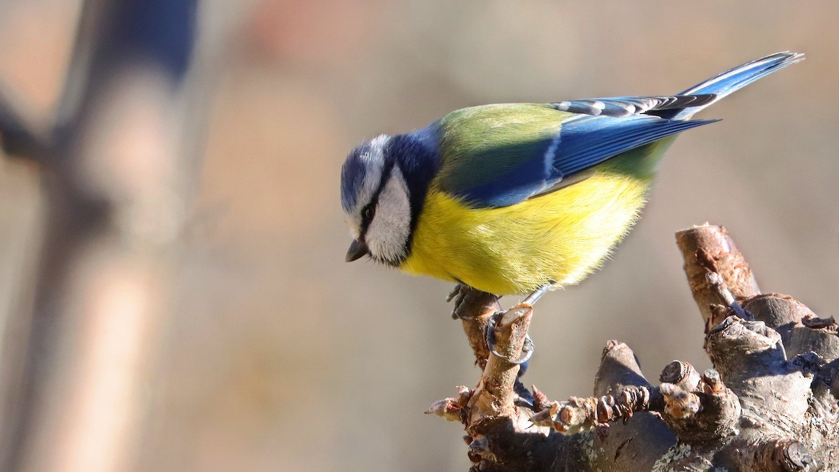 Eurasian Blue Tit - ML291628511