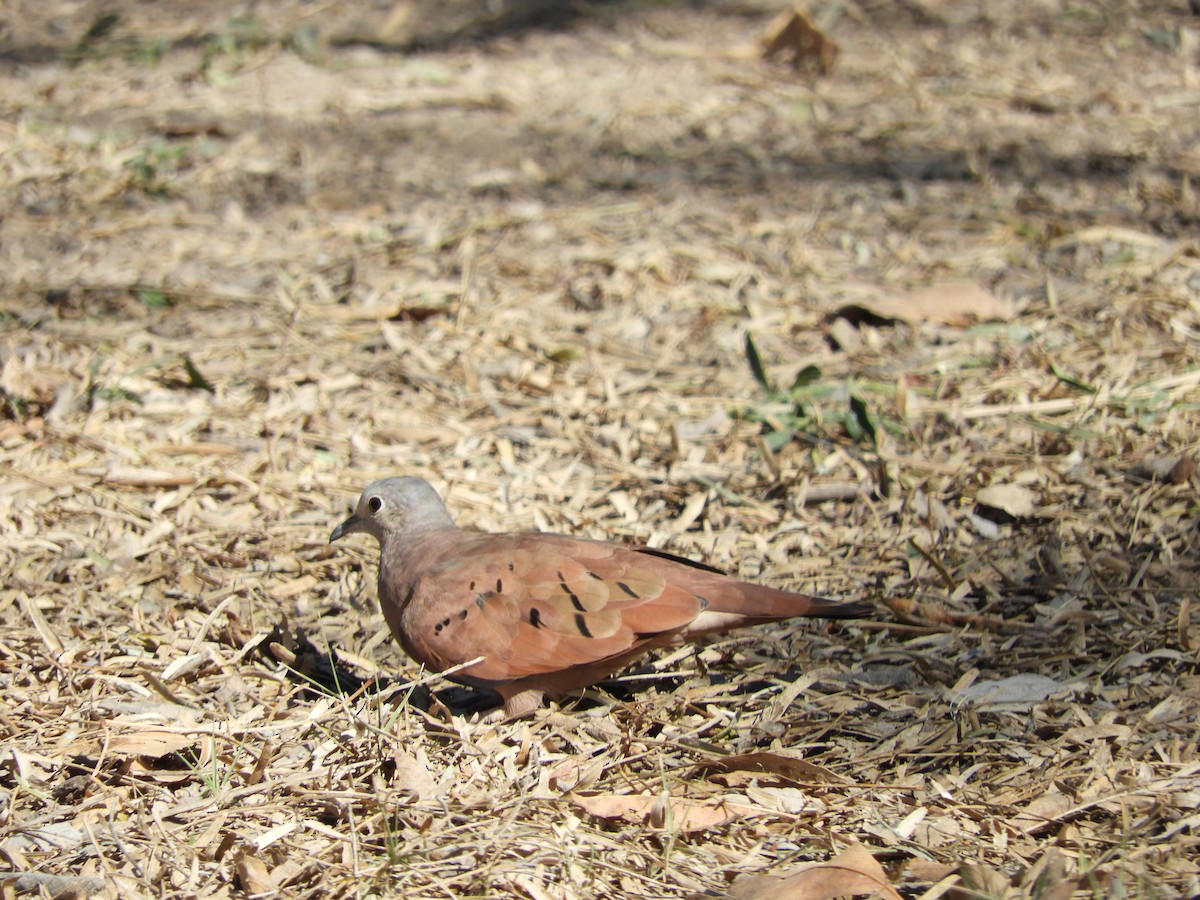 Ruddy Ground Dove - ML291628831