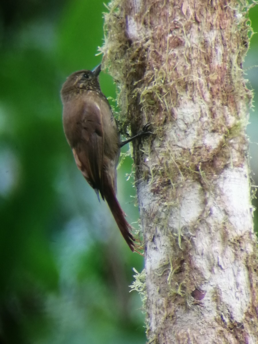 Wedge-billed Woodcreeper - ML291628971