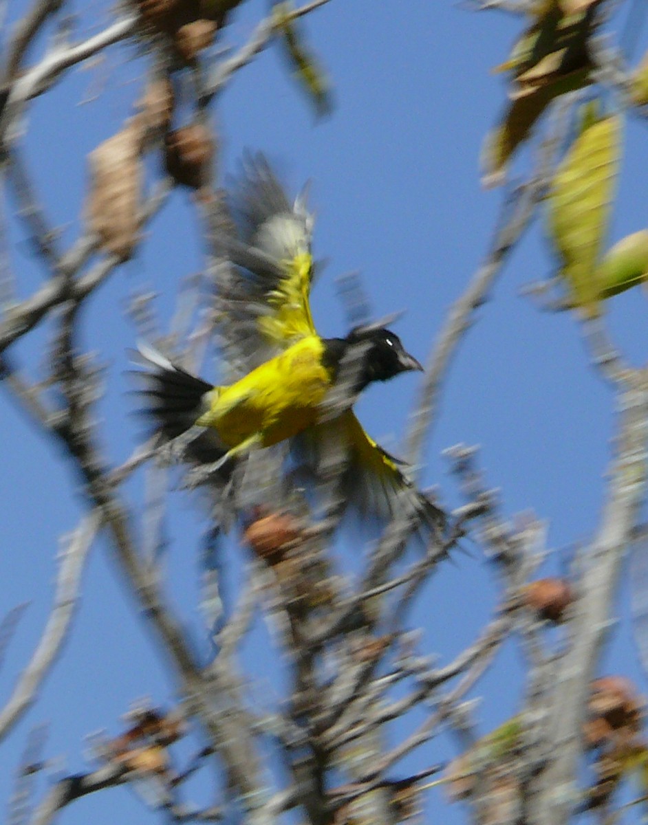 Black-backed Grosbeak - ML291629131