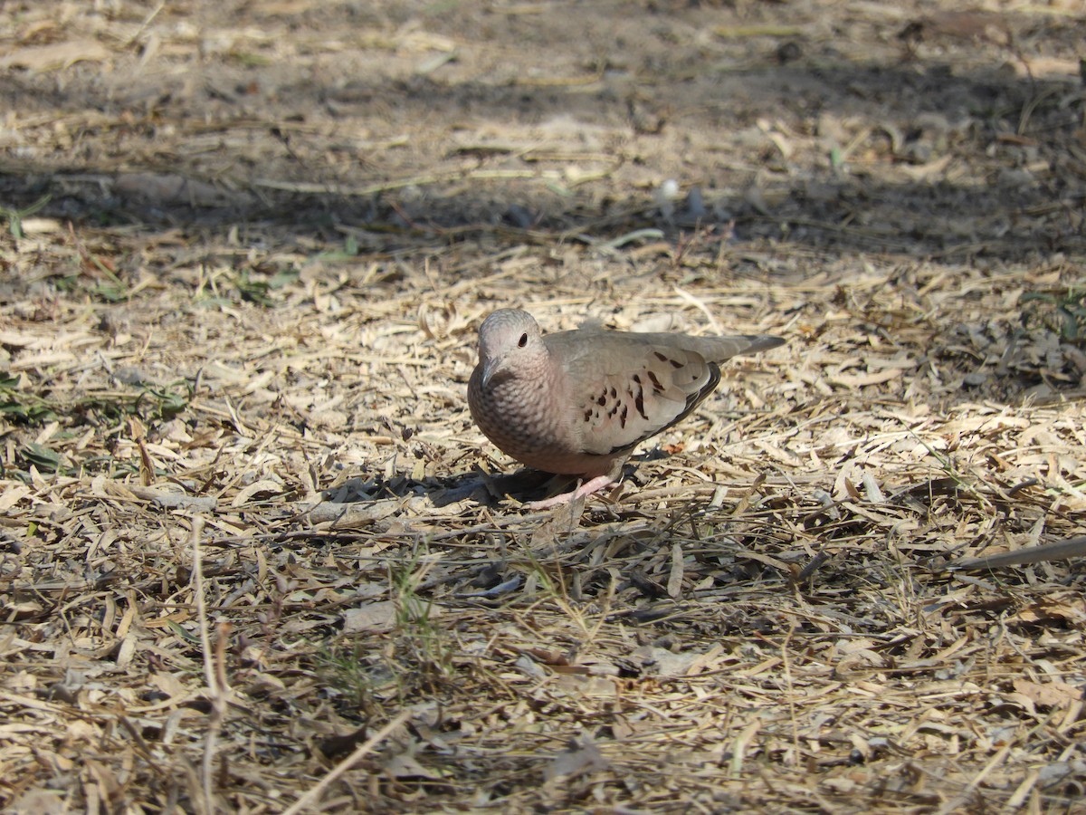 Common Ground Dove - ML291629681