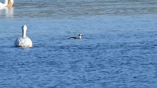 Long-tailed Duck - ML291629951