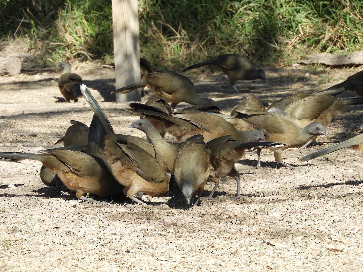 Plain Chachalaca - ML291630041