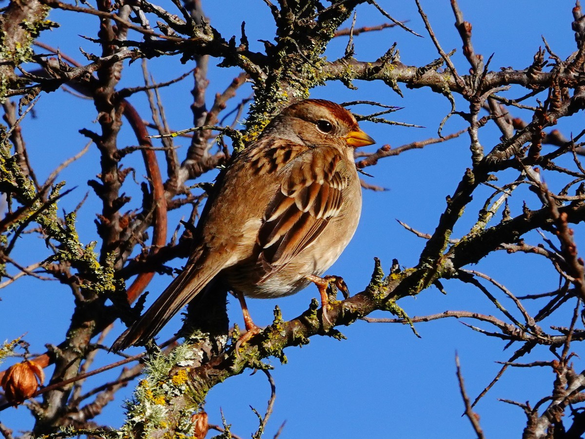 White-crowned Sparrow - ML291630131
