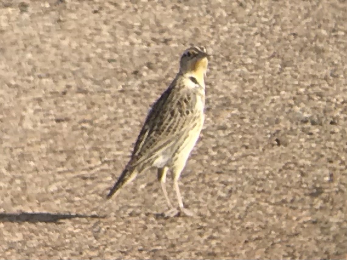 Western Meadowlark - Daryl Bernard