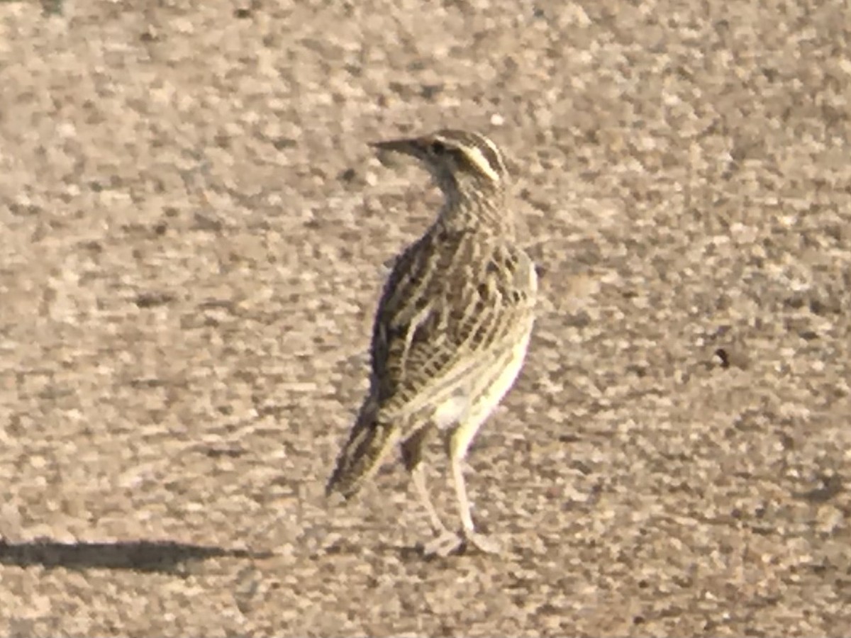 Western Meadowlark - ML291630391