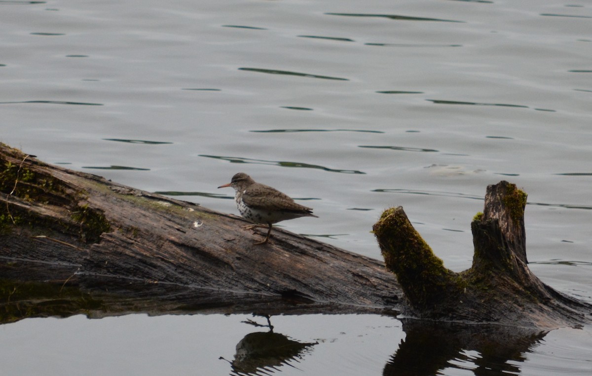 Spotted Sandpiper - ML29163081