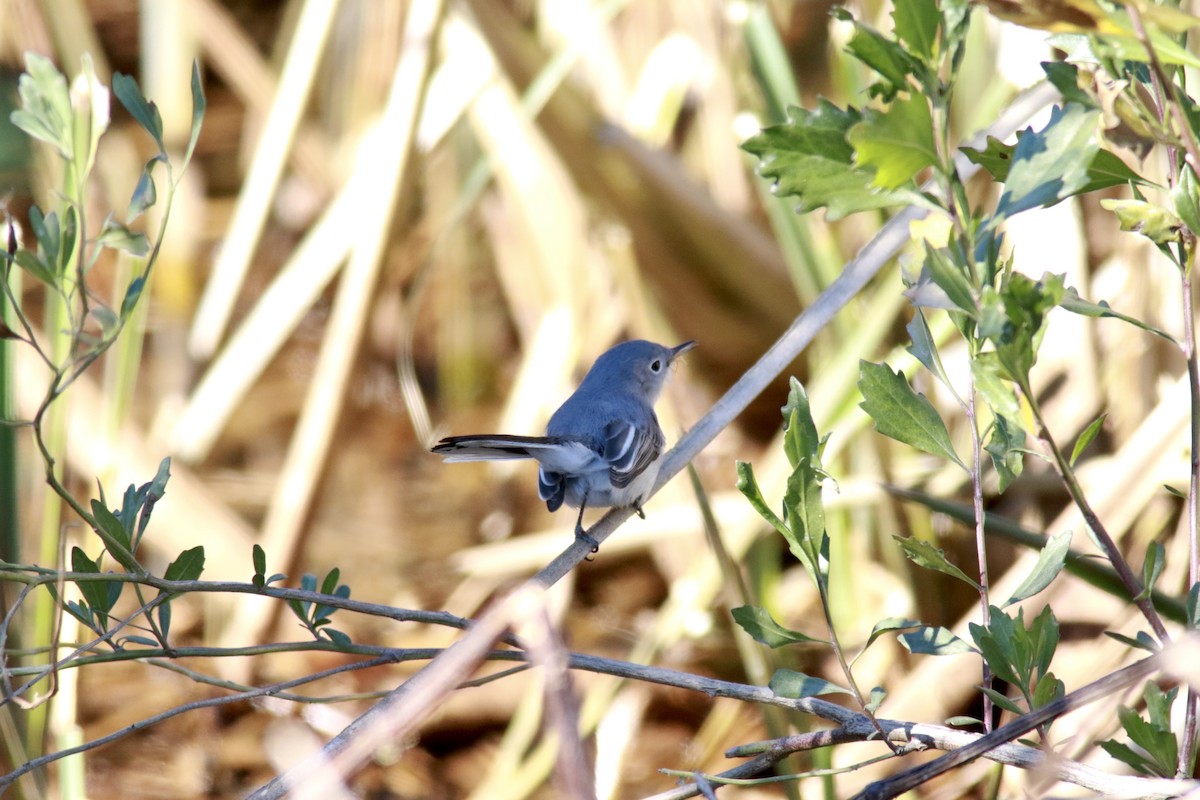 Blue-gray Gnatcatcher - Richard Garrigus