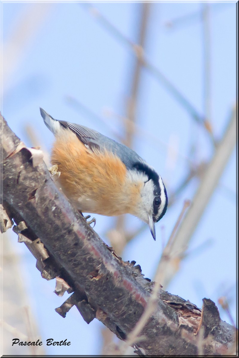 Red-breasted Nuthatch - Pascale Berthe