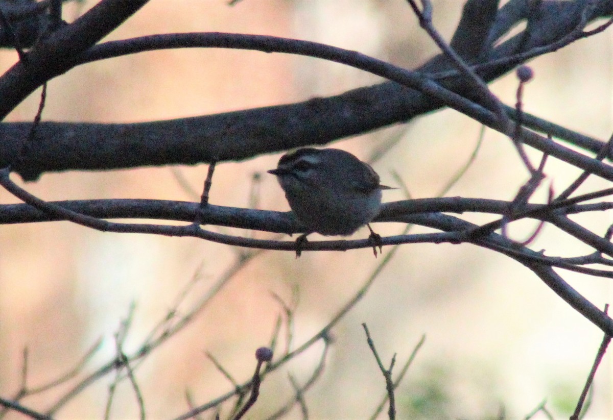 Golden-crowned Kinglet - ML291632031