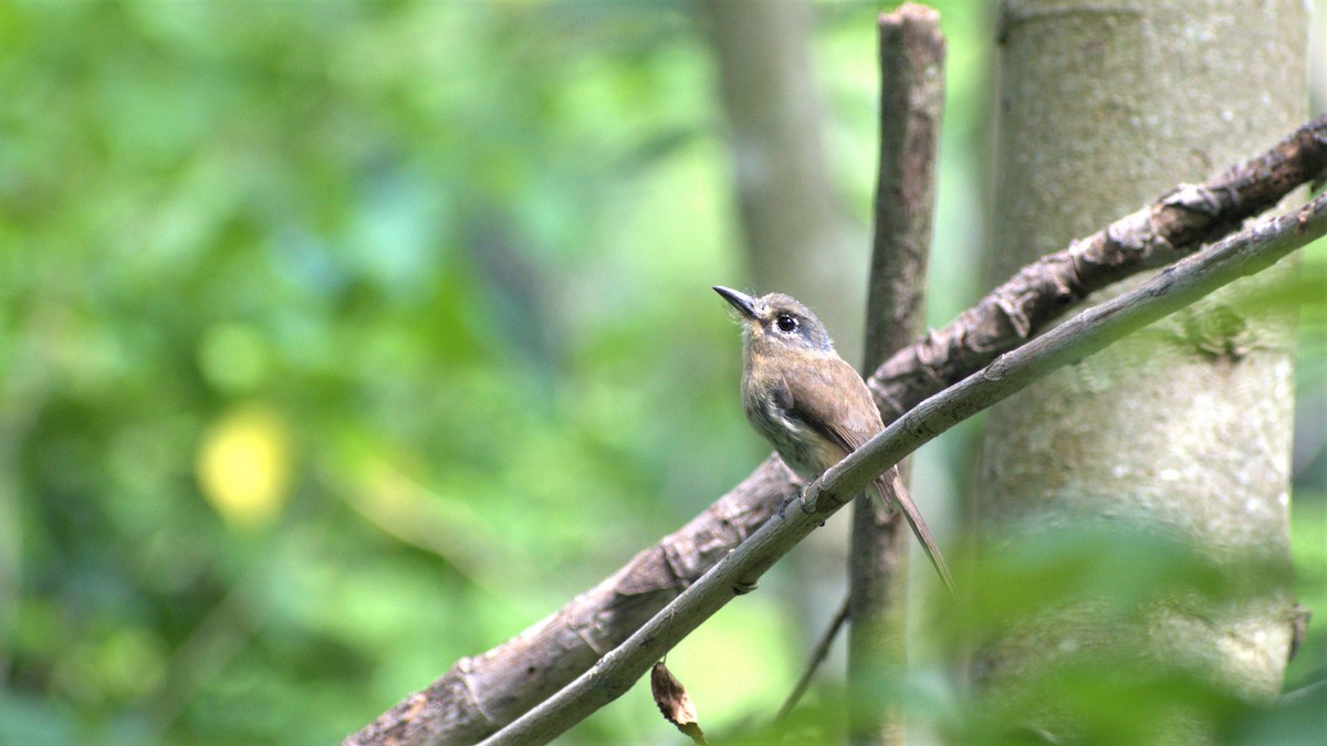 Zügelfaulvogel - ML291632651