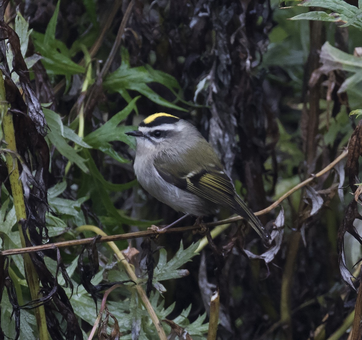 Golden-crowned Kinglet - ML291633191