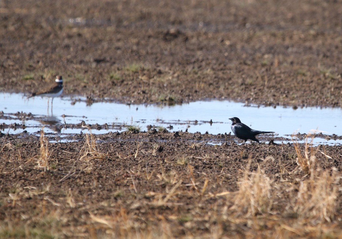 Common Grackle - ML291633551