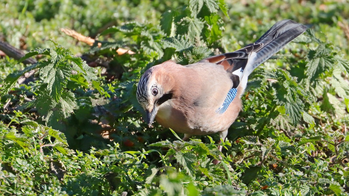 Eurasian Jay - ML291633771