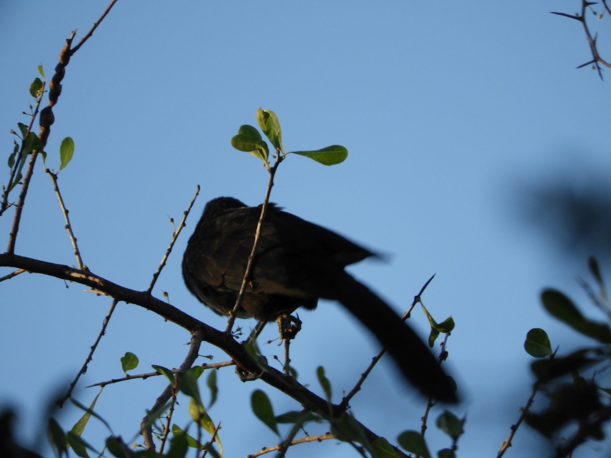 Groove-billed Ani - ML291634311