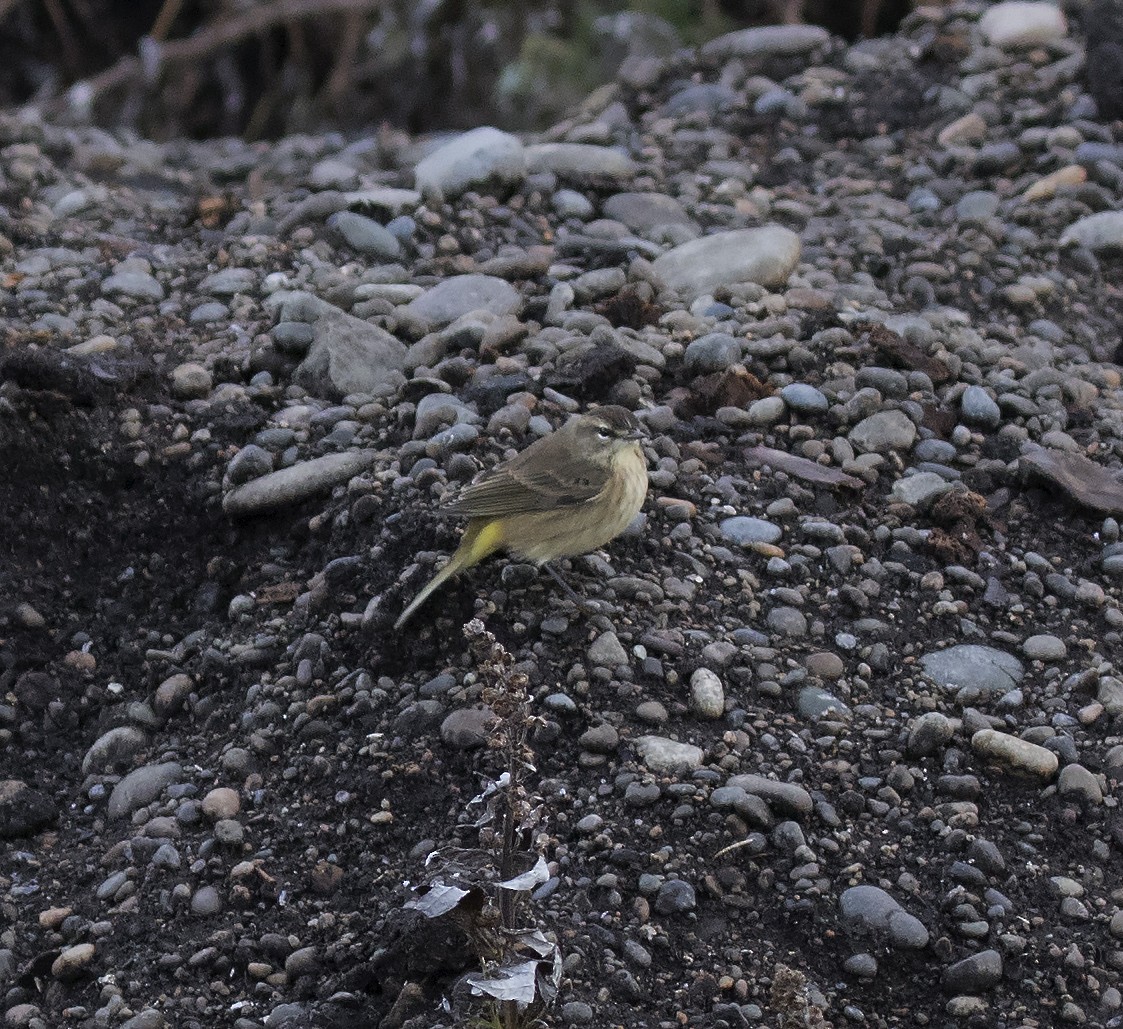 Palm Warbler (Western) - ML291634391