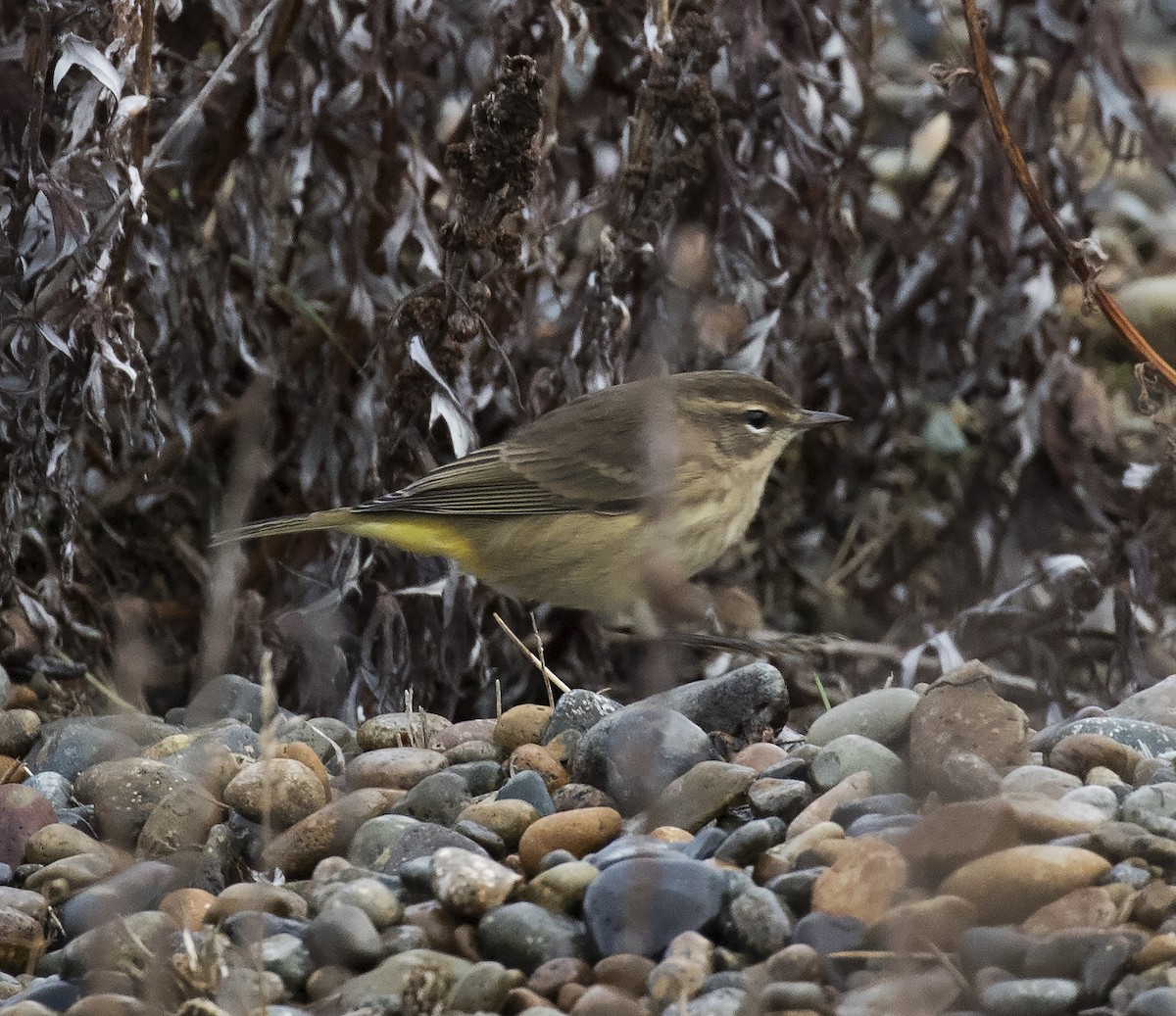 Palm Warbler (Western) - ML291634401