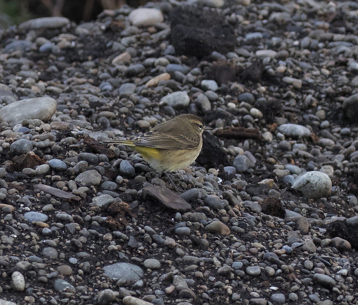 Palm Warbler (Western) - Gary Rosenberg