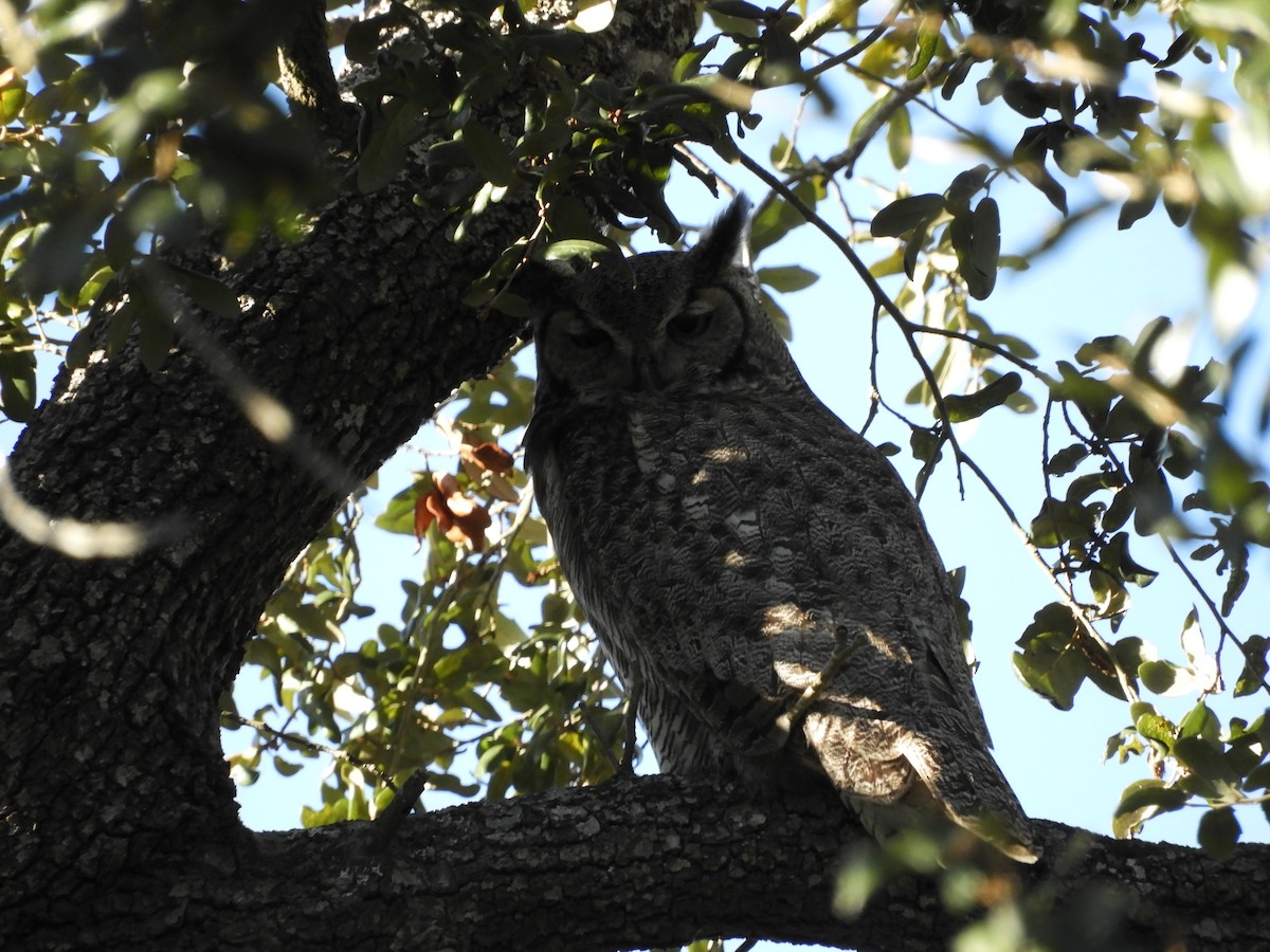 Great Horned Owl - ML291634801