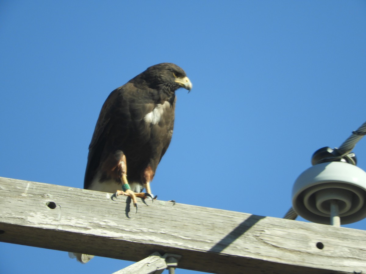 Harris's Hawk - ML291634831