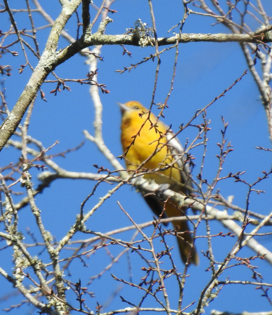 Baltimore Oriole - ML291635151