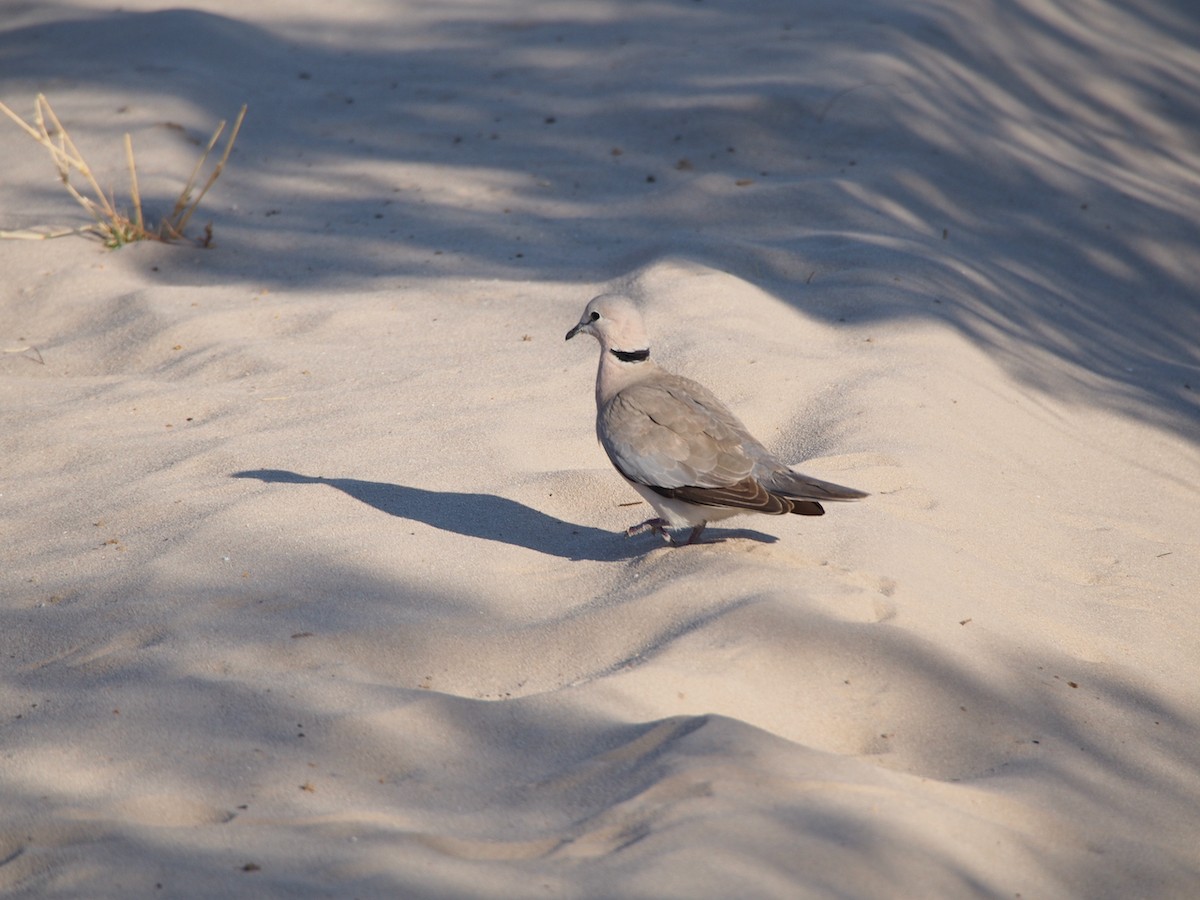 Ring-necked Dove - ML291635331