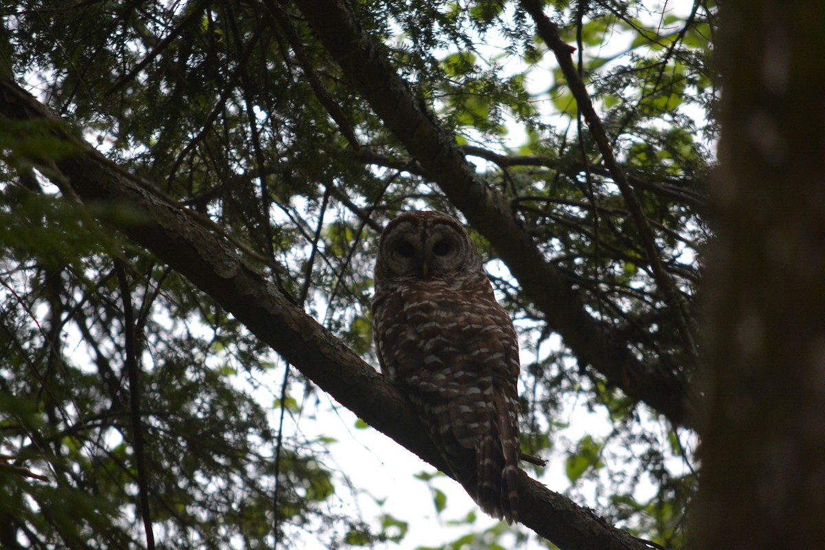 Barred Owl - ML29163581