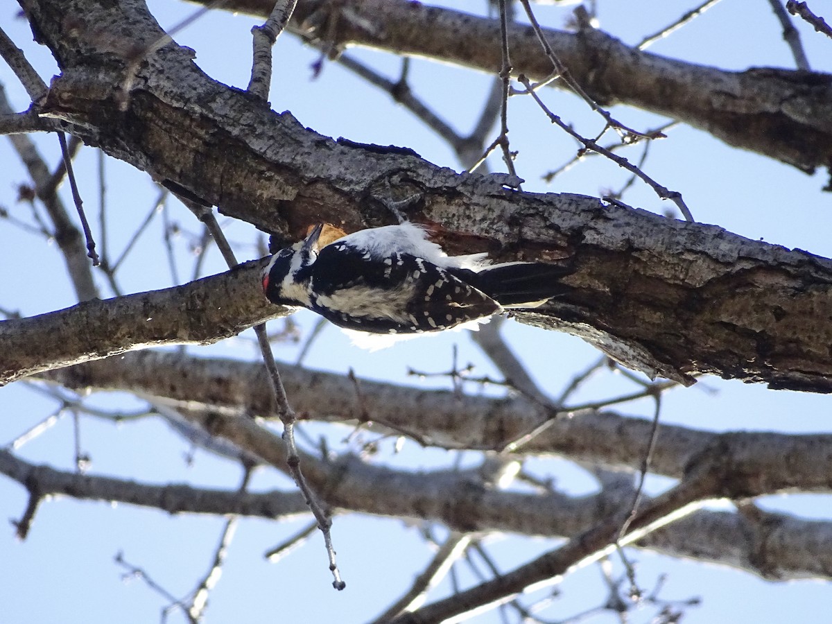 Hairy Woodpecker - ML291636131