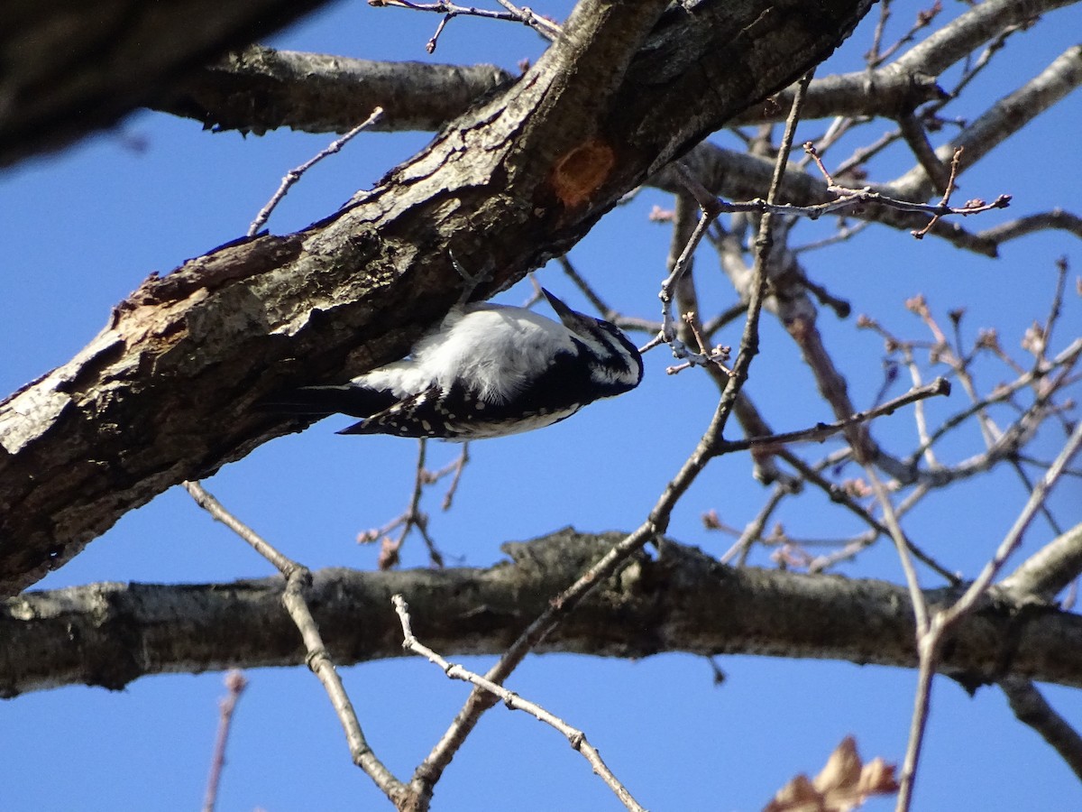 Hairy Woodpecker - ML291636191