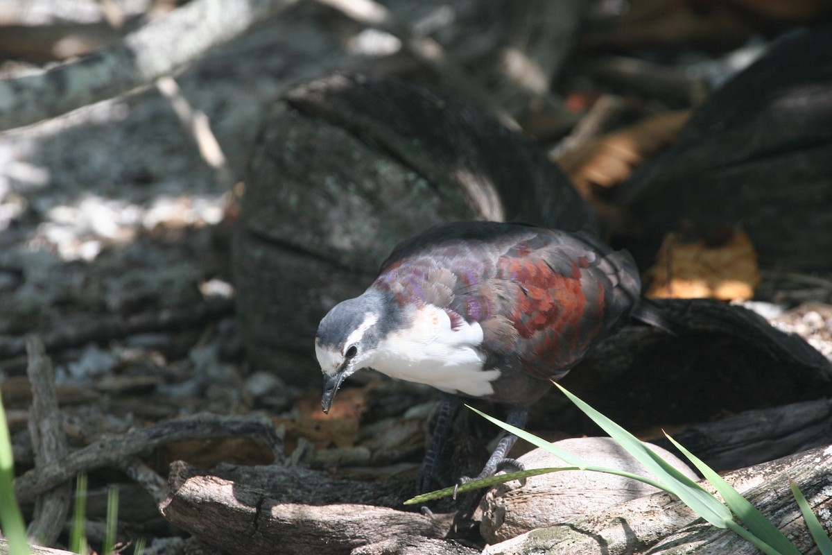 Polynesian Ground Dove - ML291636821