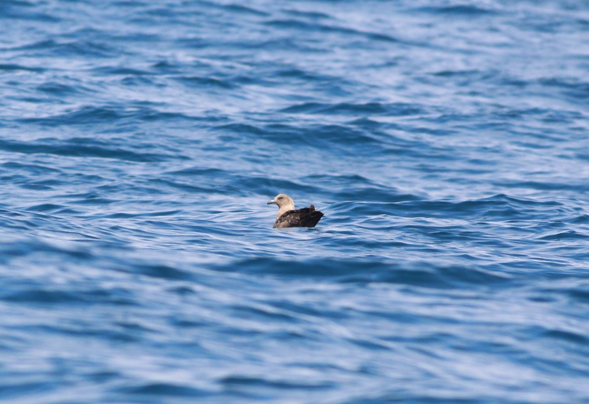 South Polar Skua - ML291636901