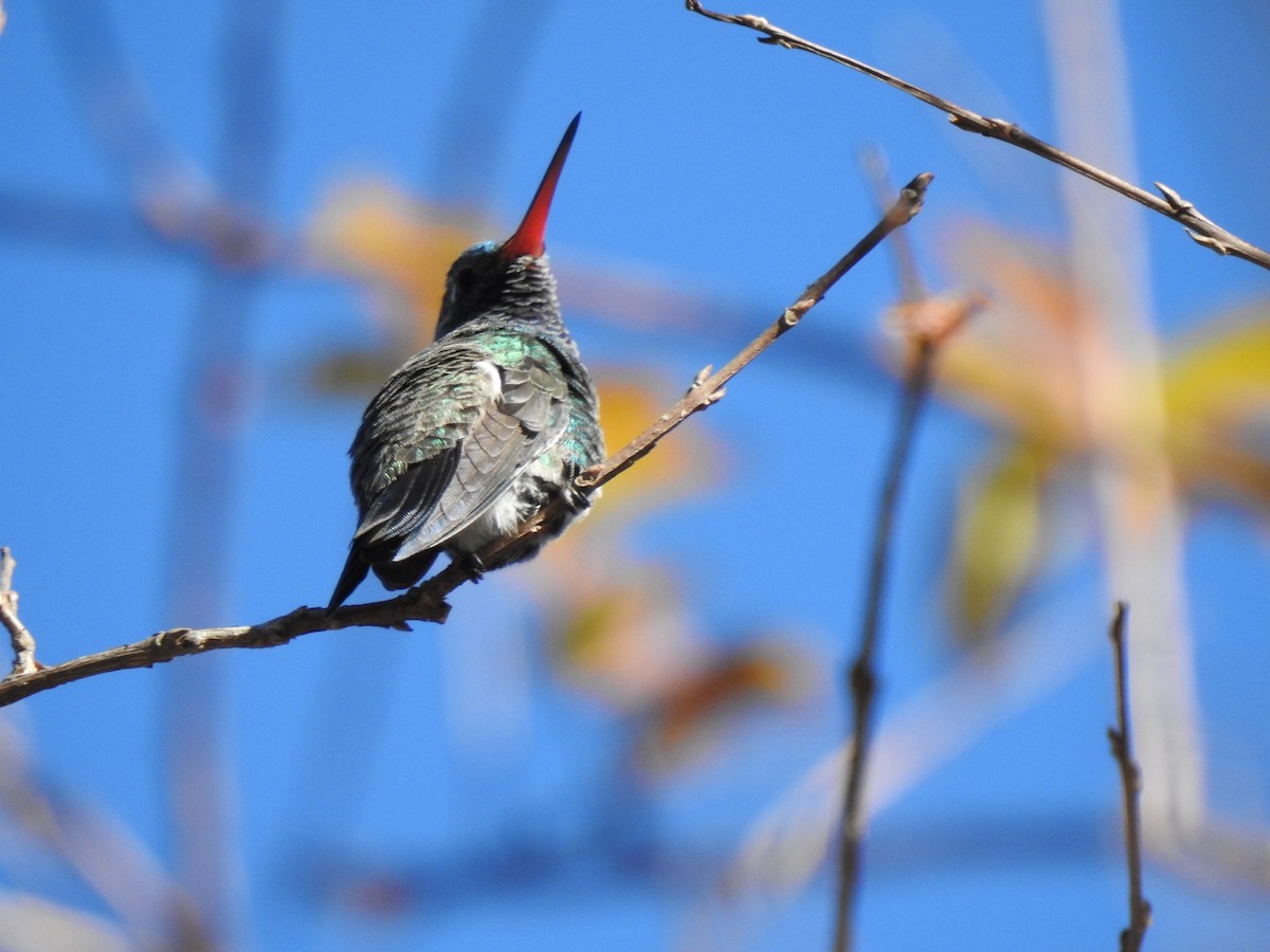 Broad-billed Hummingbird - Daniel Lane