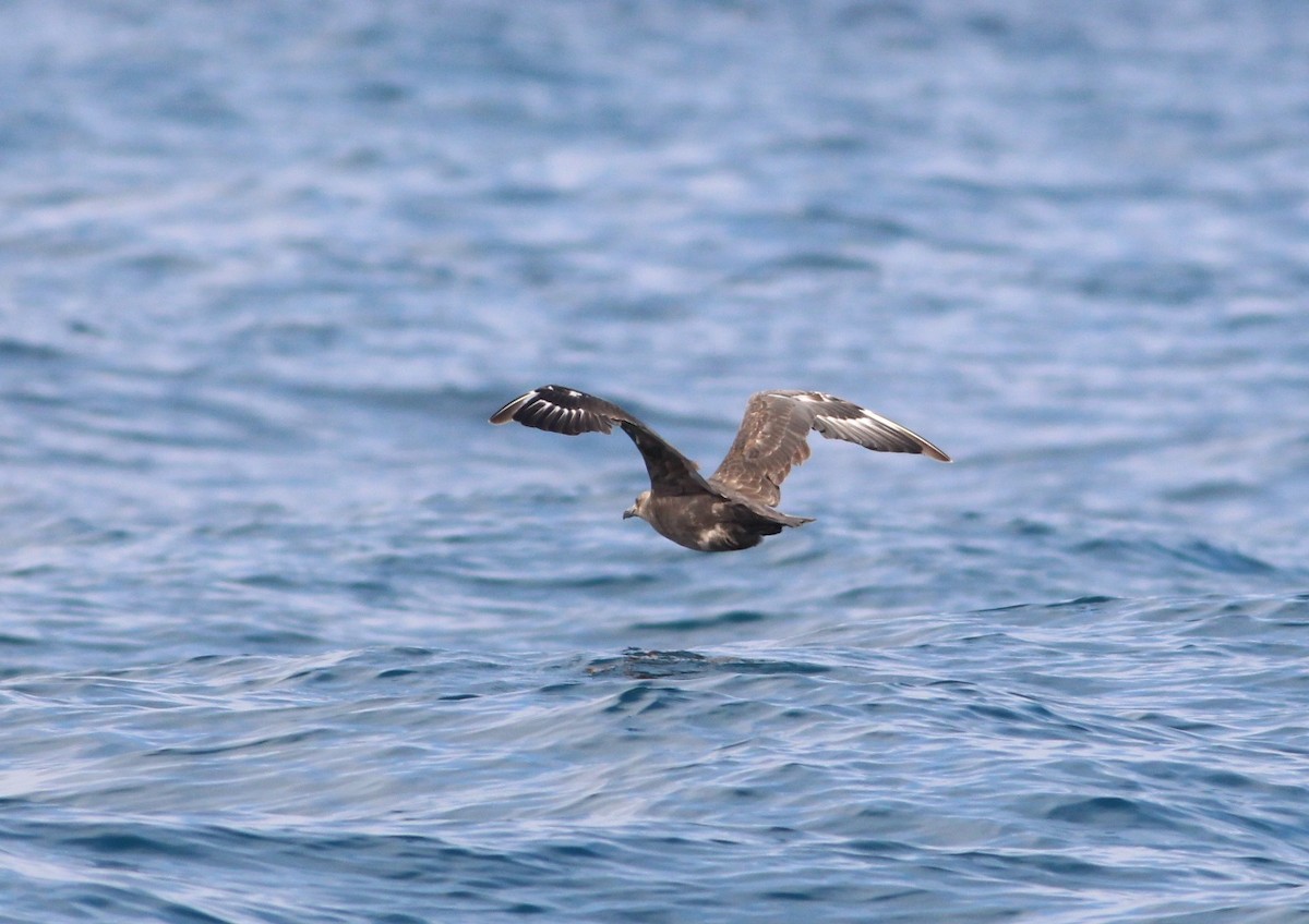 South Polar Skua - Thomas Plath