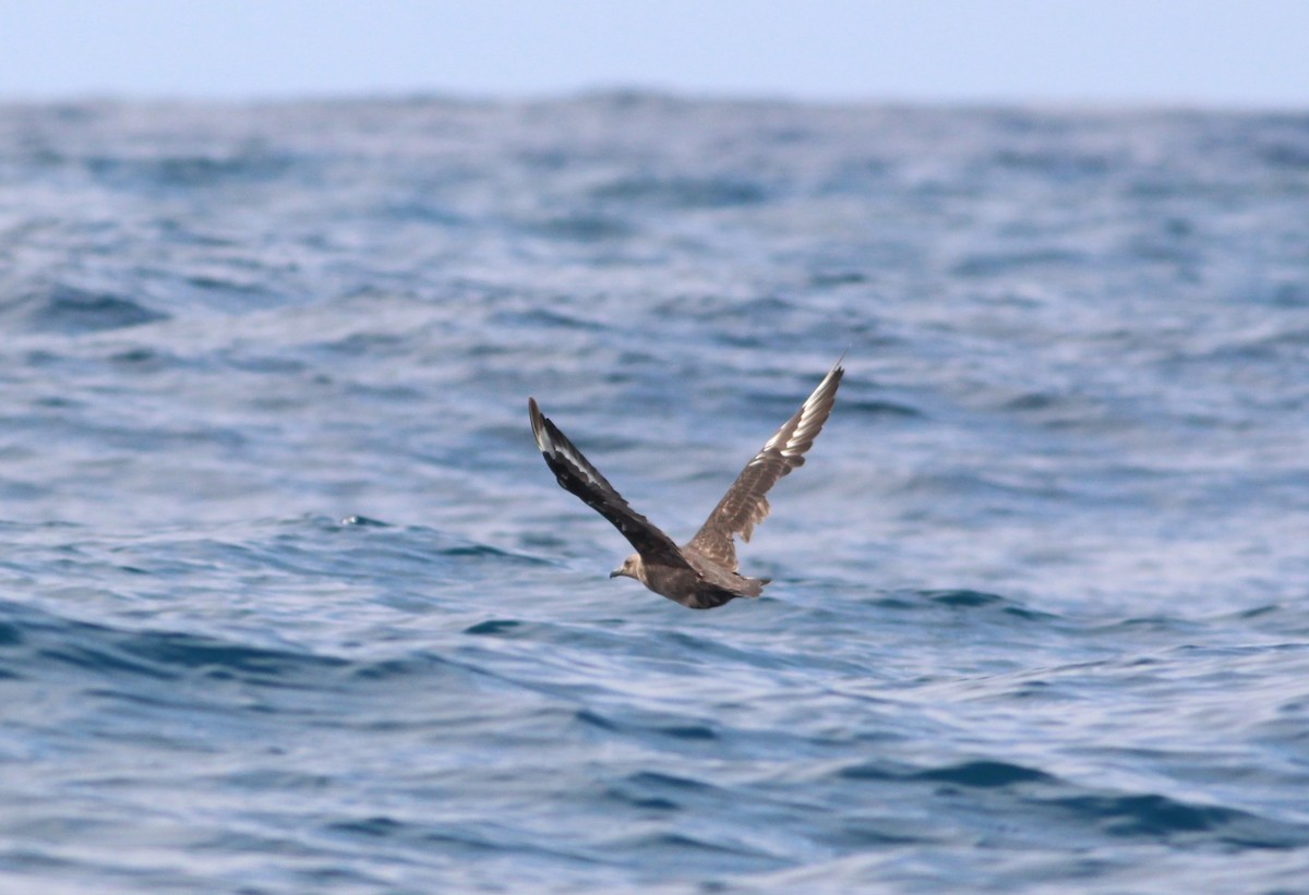 South Polar Skua - ML291637061