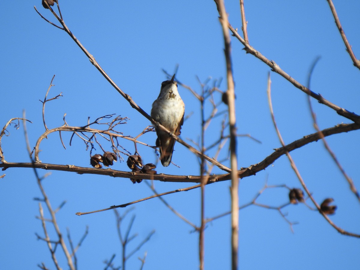 Rufous Hummingbird - ML291637211