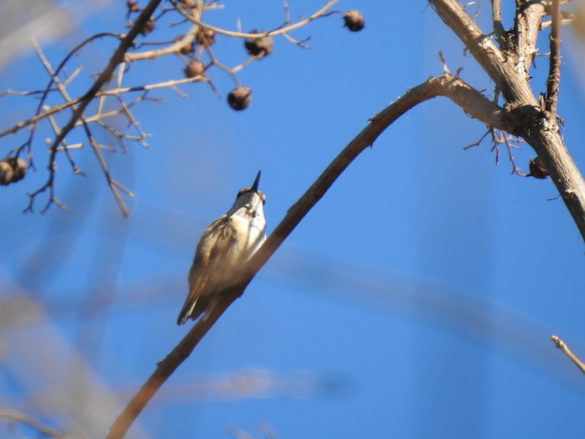 Rufous Hummingbird - ML291637301