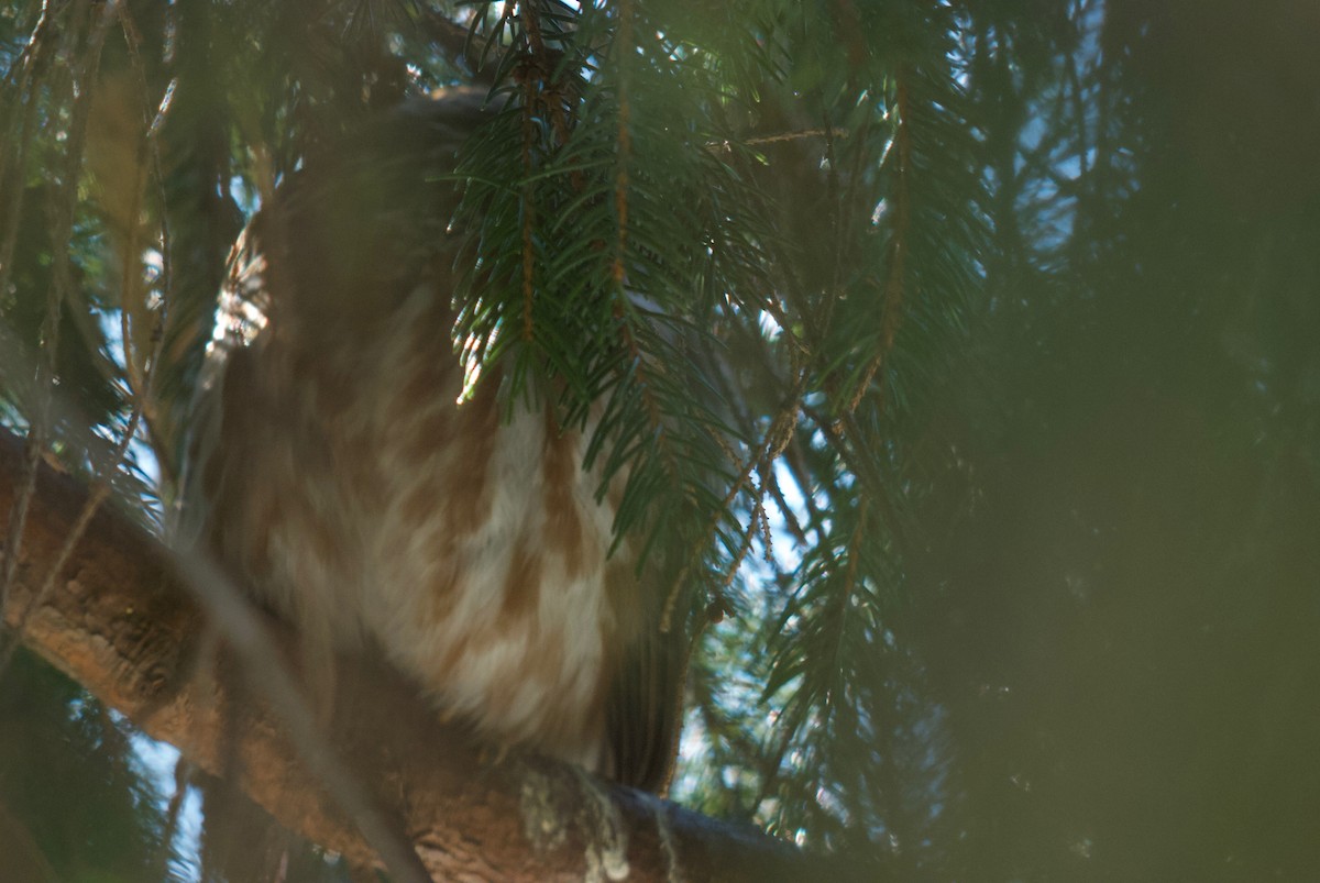 Northern Saw-whet Owl - ML291637421