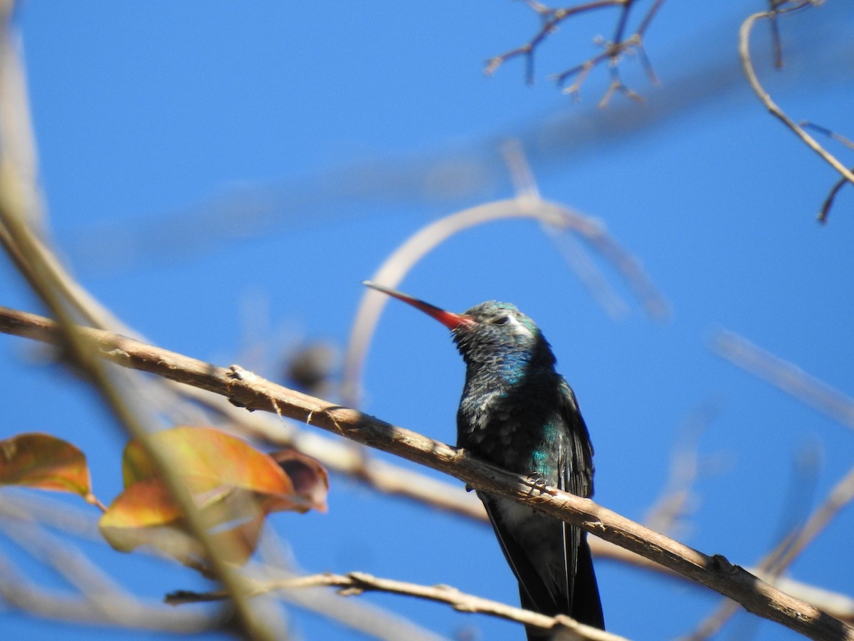 Broad-billed Hummingbird - ML291637661